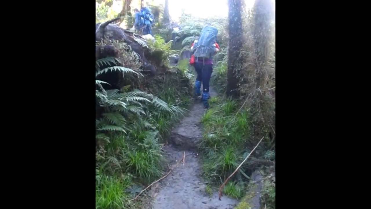 Tramping through the forests of the Copland Valley - Copland Track