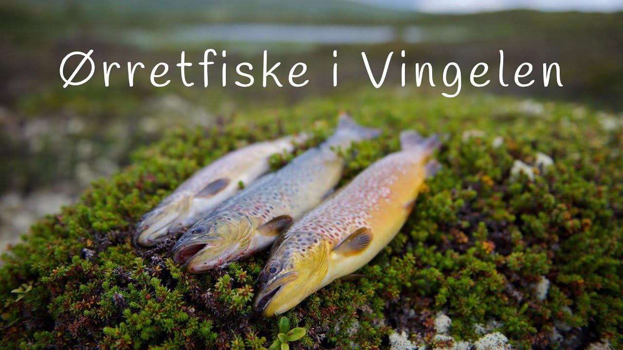 Ørretfiske i Vingelen - Forollhogna