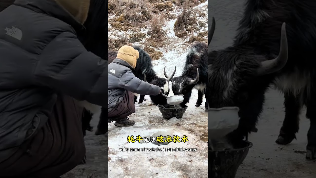四个月的大山生活 花了¥10,000借了别人的牧场，我和大姑两家人在大山生活四个月的纪录片 #记录真实的牧区生活 #牧区生活 #糌粑牧人 #青年创作者成长计划 #牦牛