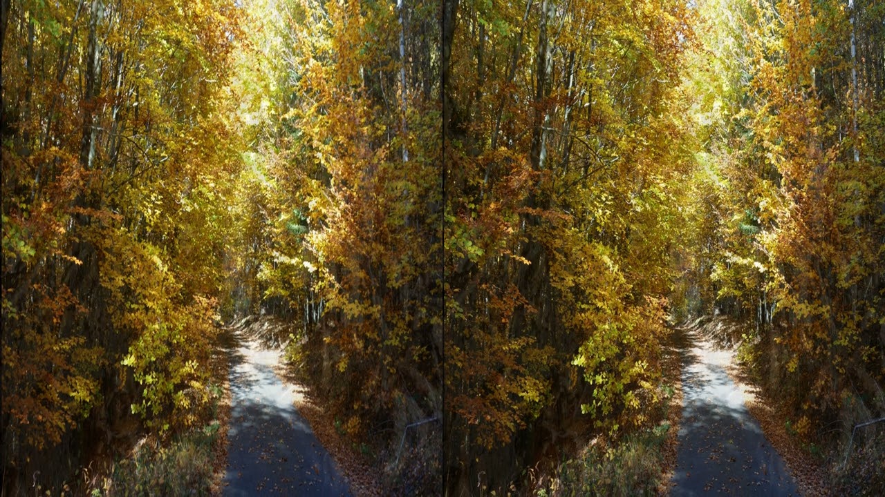 Spessart Forest / Hessen: Indiansummer in 3D Ultra hsbs. Golden sunshine and leaves