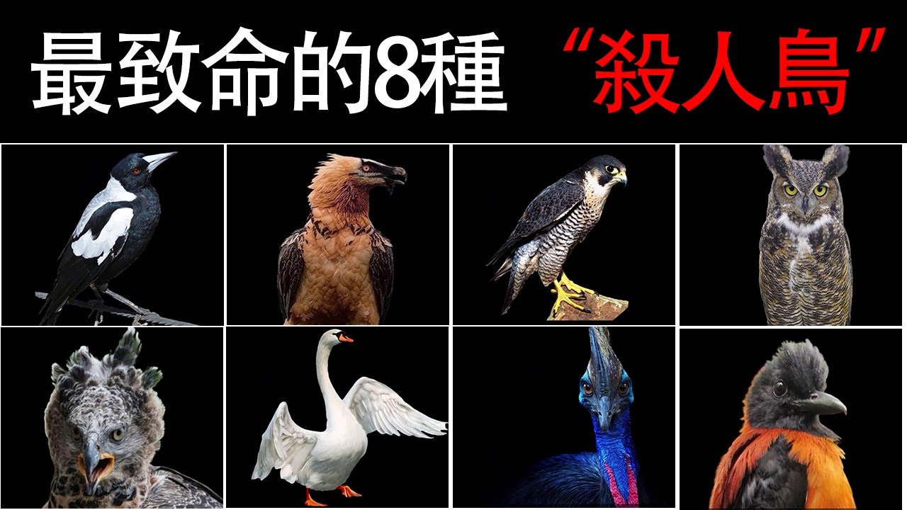 世界上最致命的8種“殺人鳥”，單是碰一下就能讓我們當場喪命【黑土日記】