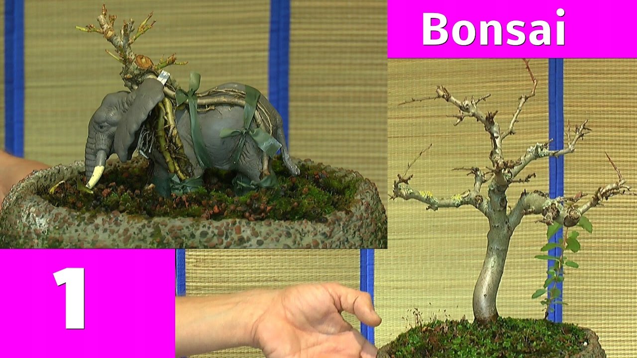 Bonsai Teil 1 Vorstellung mit Detlef Römisch Weißdorn und Forsythie Elefant