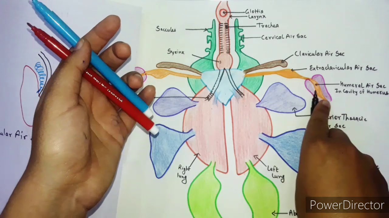Respiratory System Of Pigeon 🦆