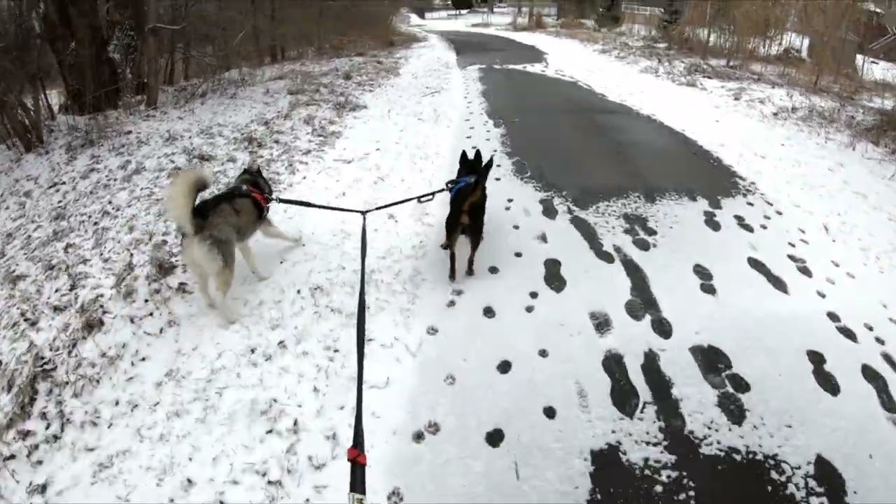 Dog Run 2026