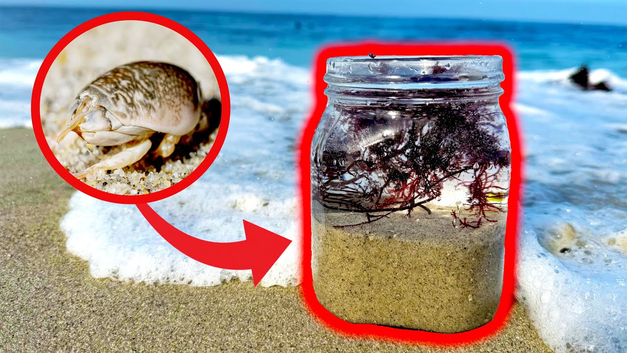 What Lives Under YOUR Feet At The Beach