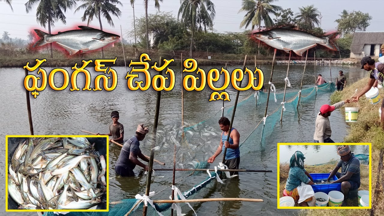 ఫంగస్ చేప పిల్లలు పట్టి వాటని లెక్క పెట్టే విధానం