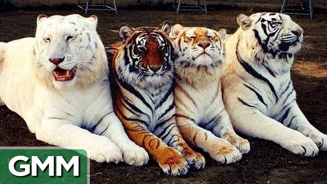 Bizarre Animal Hybrids (GAME)