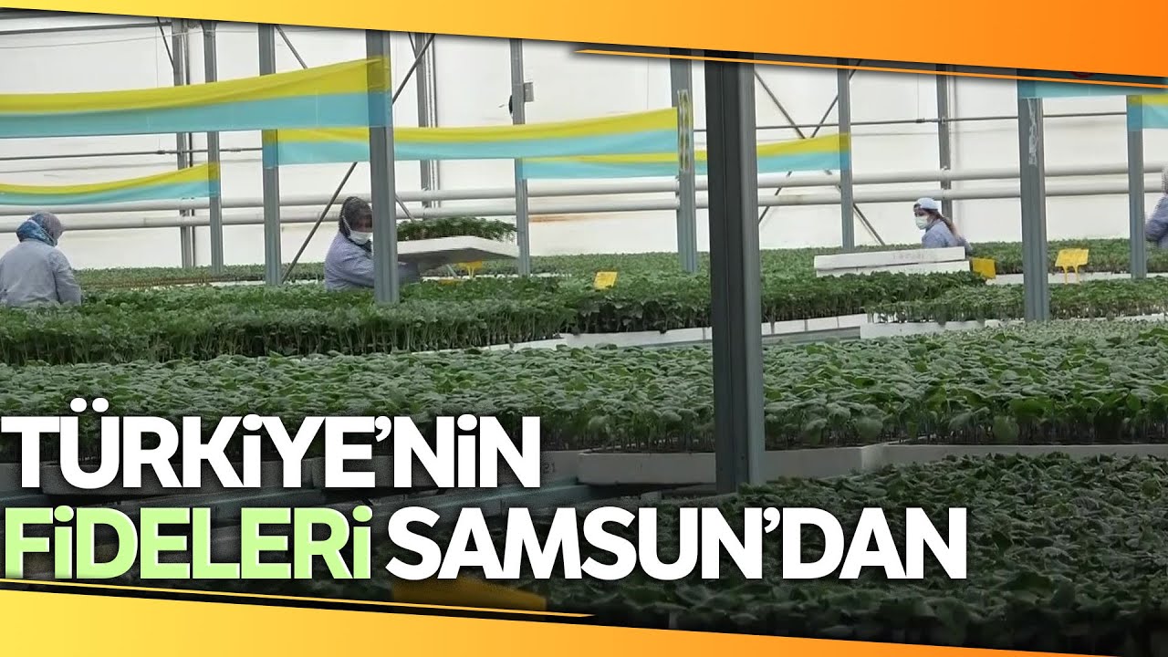 Yılda 10 Milyon Fide Üretip Türkiye'nin Dört Bir Tarafına Gönderiyorlar