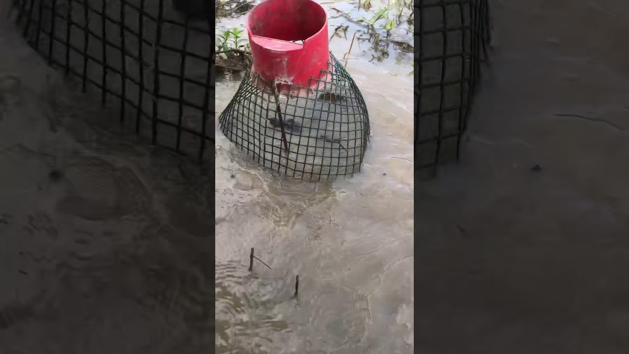 Gator Trap