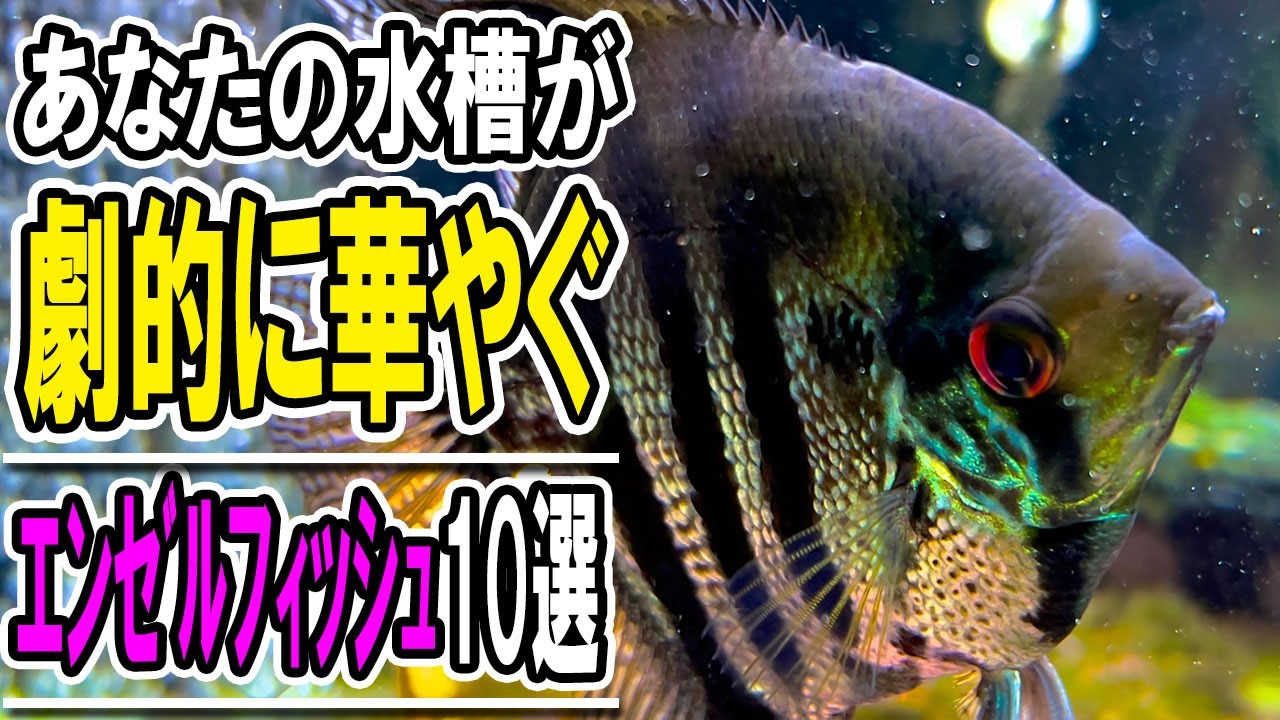 知らなきゃ損！エンゼルフィッシュの10種の個性と魅力を紹介【淡水魚 アクアリウム】