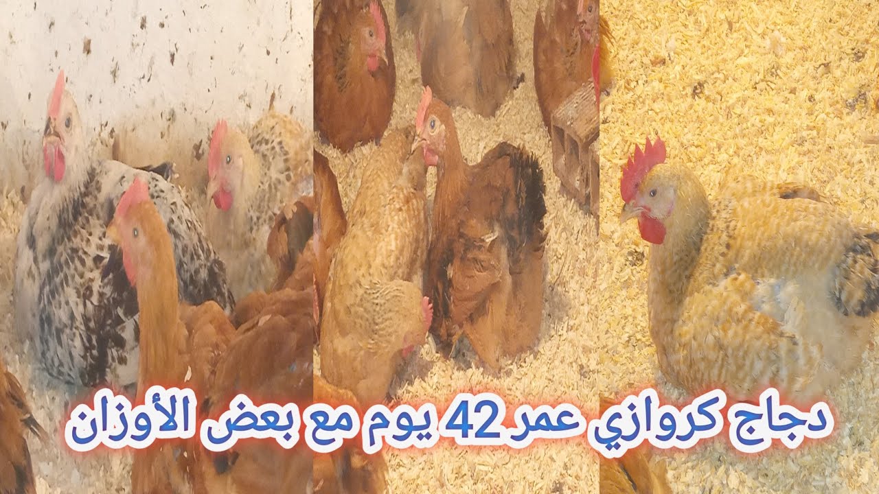 دجاج كروازي عمر 42 يوم مع بعض الاوزان