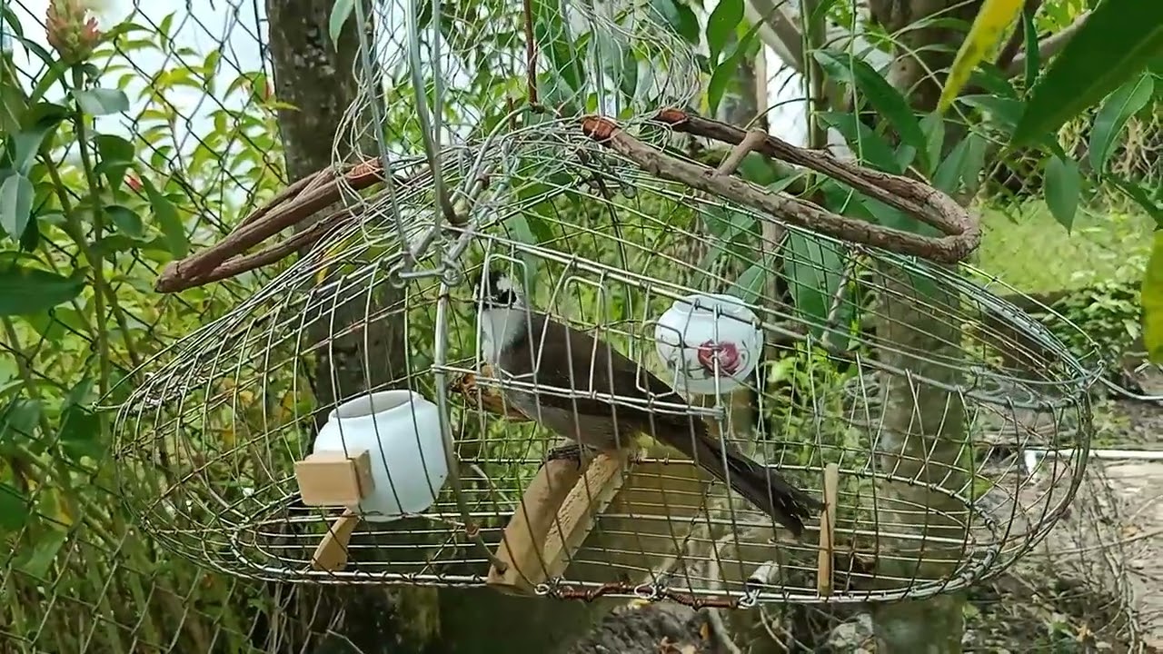 Trao trảo trắng Bổi 1 mùa tập lên mồi