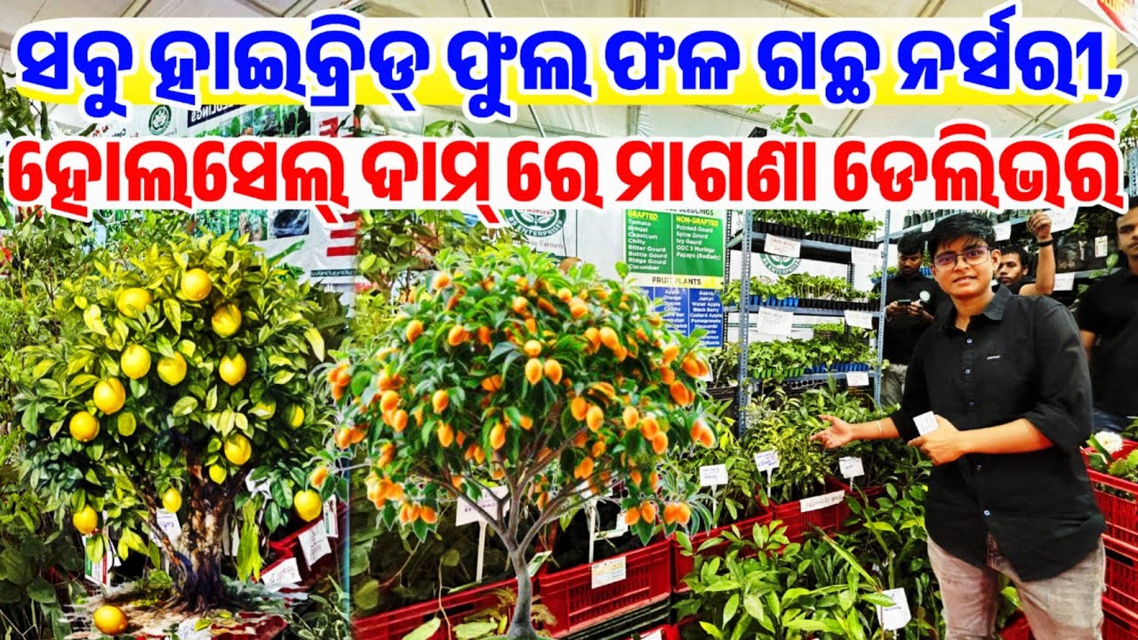 Free Delivery Nursery Tree hybrid Collection all varieties plants Flowers, Fruit, Seeds Odisha Bs