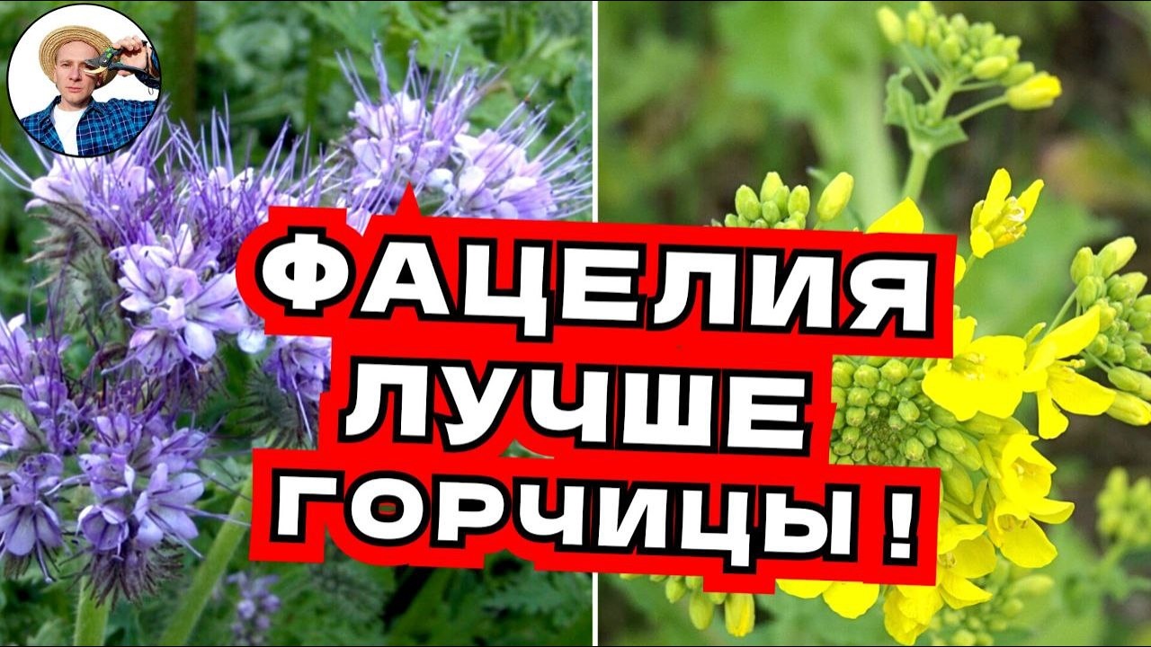 ВСЕ О СИДЕРАТАХ, КАК ВЫБРАТЬ, КОГДА СЕЯТЬ ОСЕНЬЮ, ФАЦЕЛИЯ ЛУЧШЕ ЧЕМ ГОРЧИЦА?!