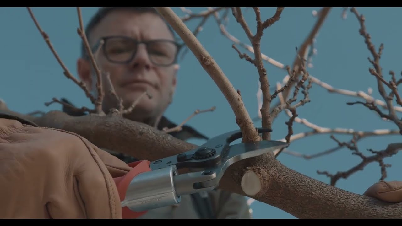 Χειμερινό κλάδεμα δέντρων και θάμνων - FELCO