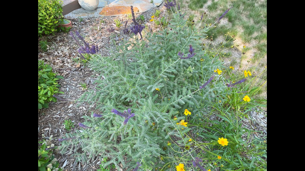 Mondays with Martha #168 - Leadplant