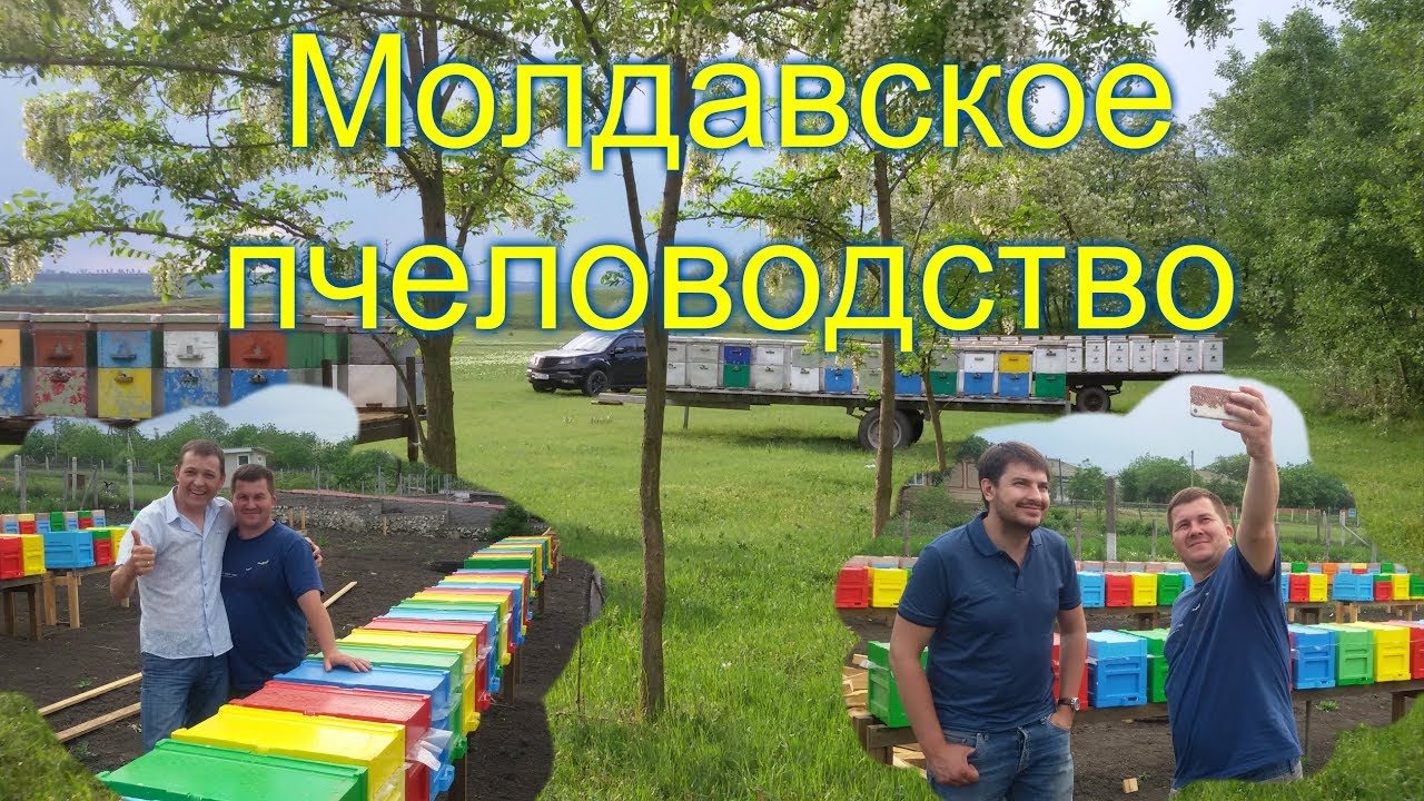 На пасеке Андрея Бодина (Молдова)
