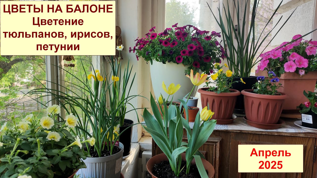 Цветы на балконе. Цветение тюльпанов и ирисов. Петунии второго года. Апрель 2025