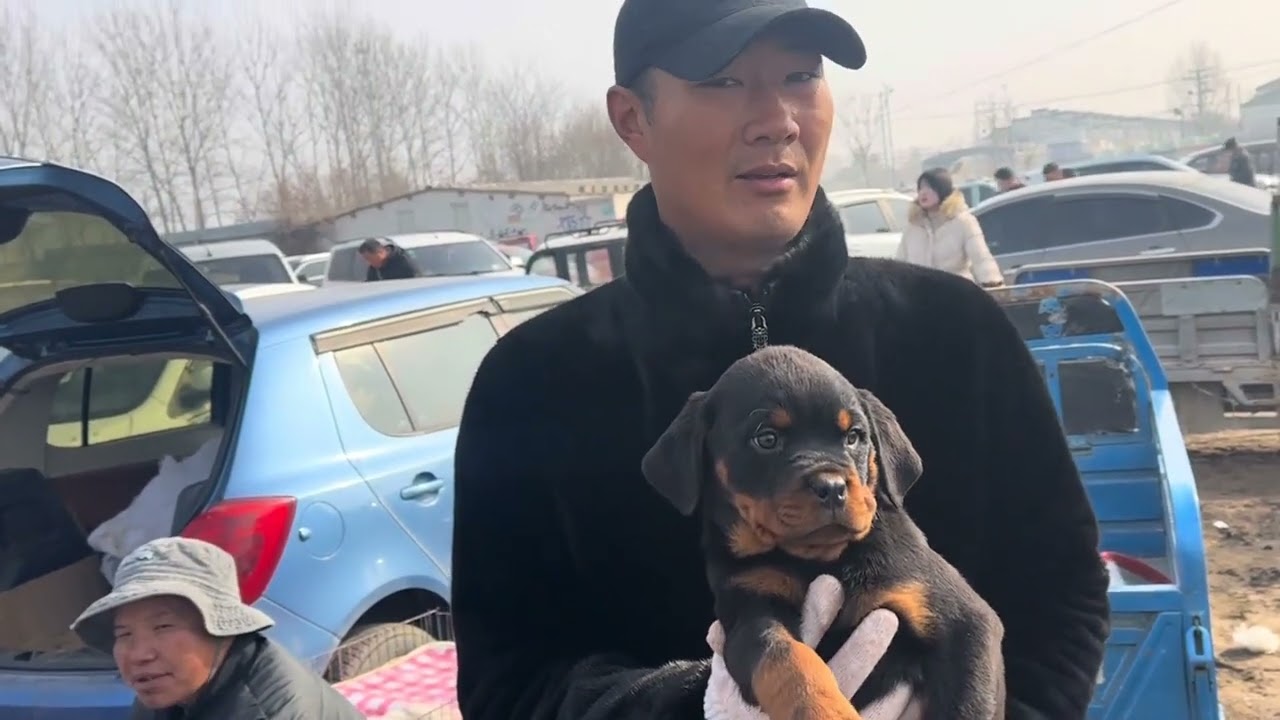 逛农村狗市了，了解宠物狗价格，有喜欢的点赞加关注咯！ #小型犬