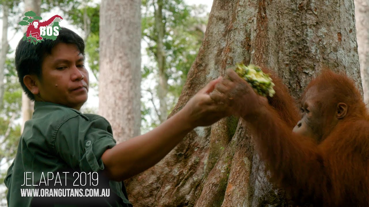 An Update on Jelapat the Orangutan July 2019