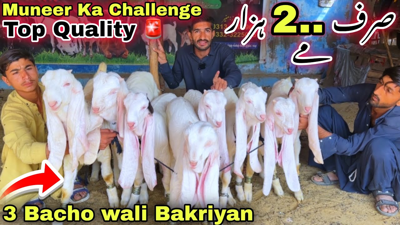 Soda ❤️ Muneer Goat Farm Top Quality Bacho wali & Gulabi Bakriyan Le Aya 😍 | Sasti Bakra Mandi 