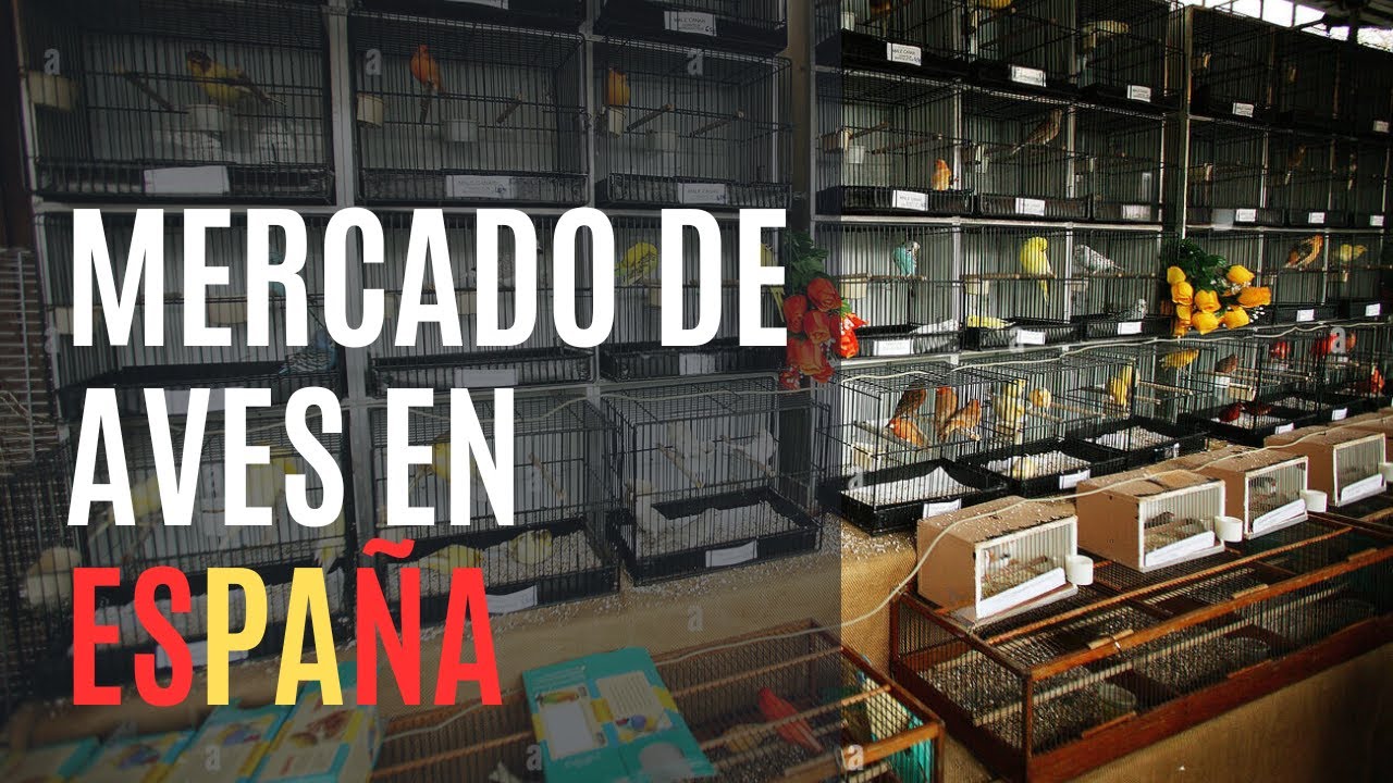 Feria de intercambio de aves ESPAÑA  (Aielo de Malferit)