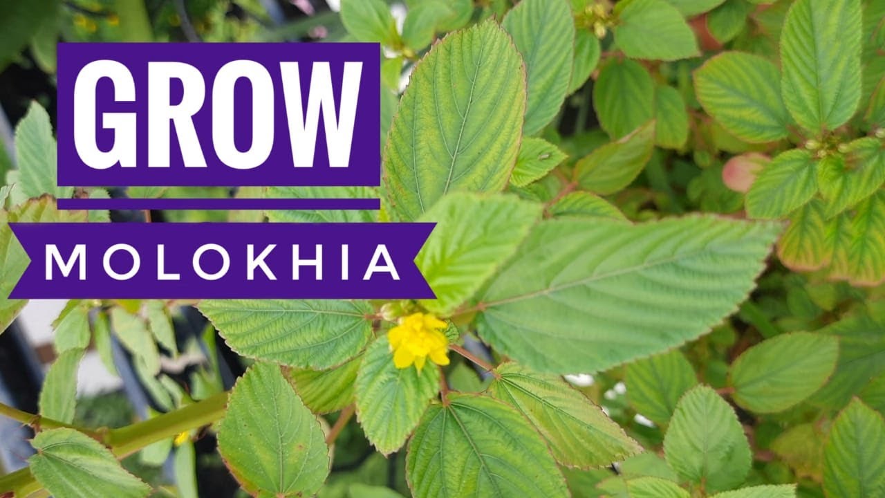 Grow molokhia / jute plant / corchorus olitorius.