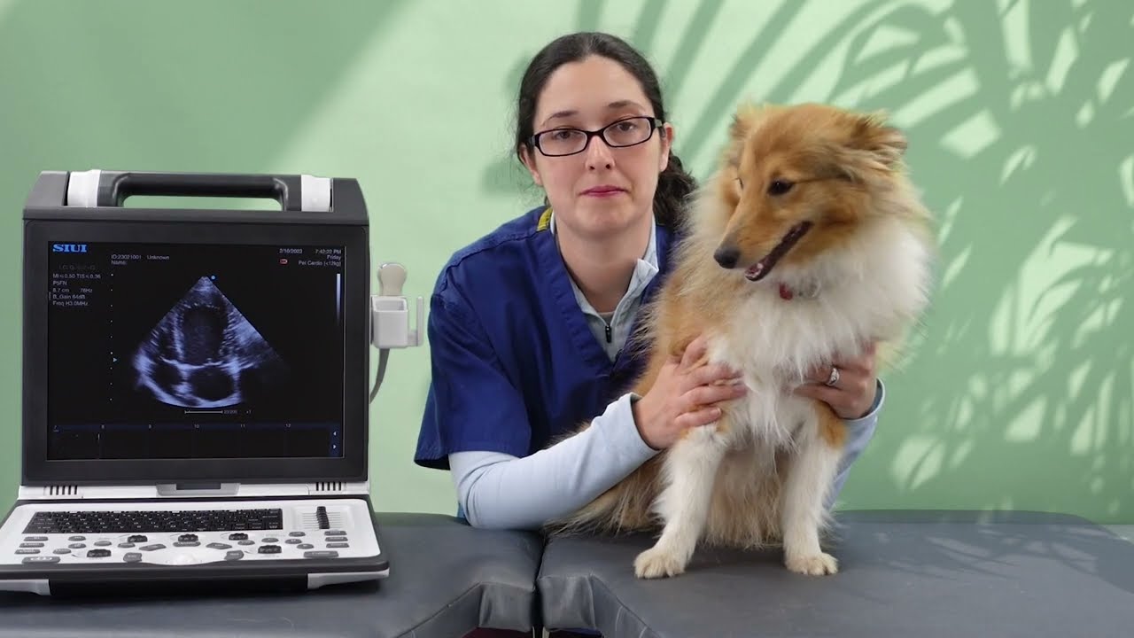 Veterinary Echocardiography Tips: 3 ways to optimise your left apical 4-chamber view