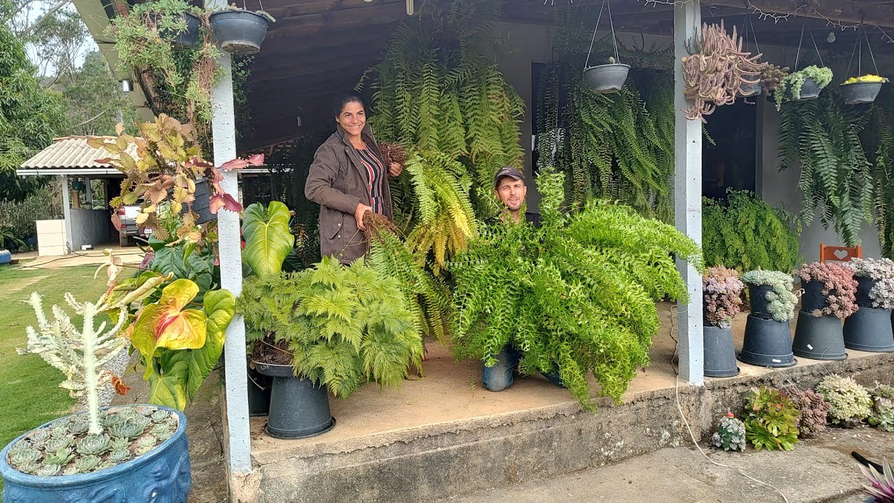como replantar , multiplicar e cuidar de samambaias elas sempre lindas 😍