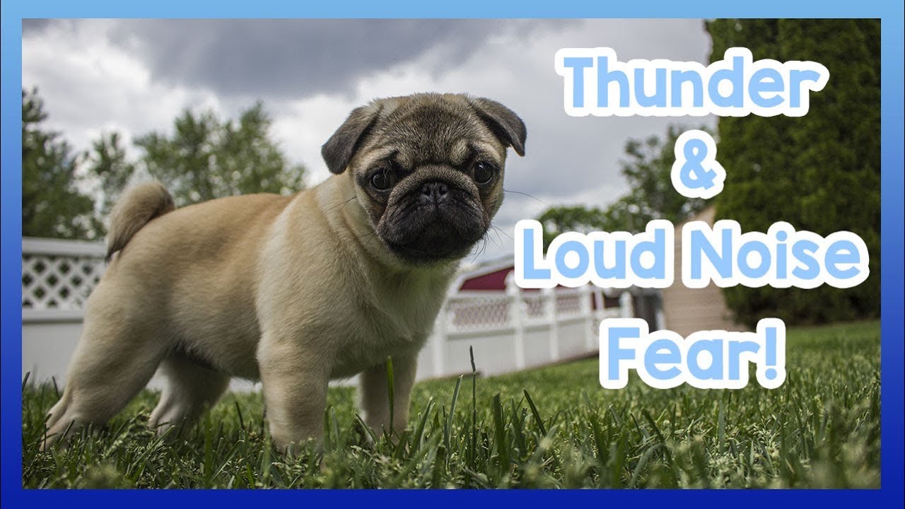 How to Stop Your Dog Being Scared of Thunder and Loud Noises! 6 Tips to Calm Your Dog During Thunder