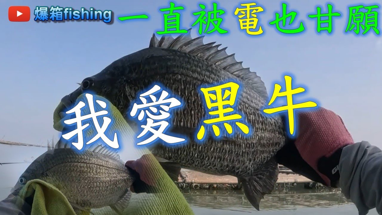 是太久沒釣黑鯛了嗎? 一直被黑牛欺負到不要不要XD #釣魚#黑鯛#黑格#浮標#筏釣#泡綿船#fishing