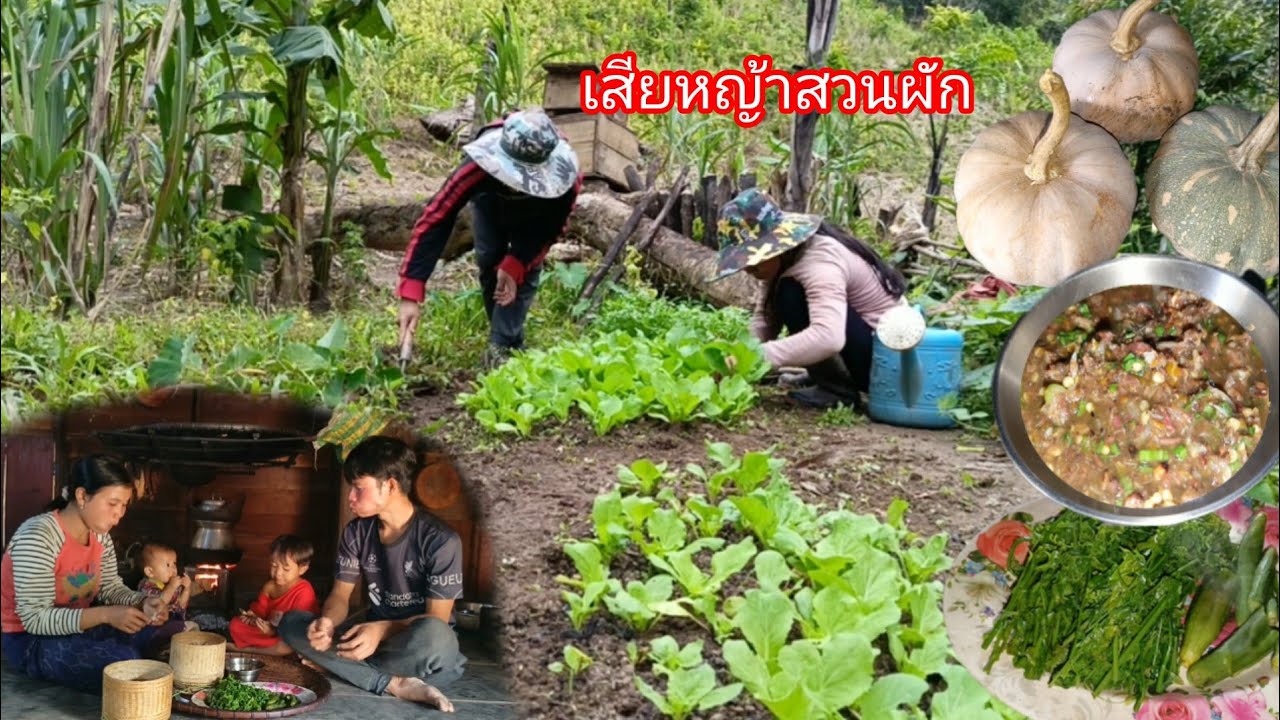 พาเมียเข้าไร่ เสียหญ้ารดน้ำสวนผัก เก็บพืชผักจากไร่ น้ำพริกเนื้อแห้ง ลวกผักกูดจ้ำแจ๋วแช่บๆ-บ่าวยืง