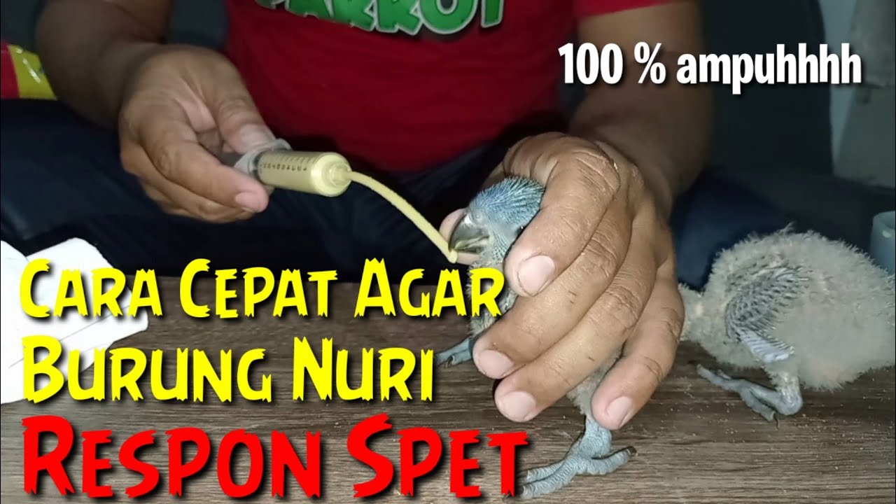 cara meloloh burung nuri agar cepat respon spet