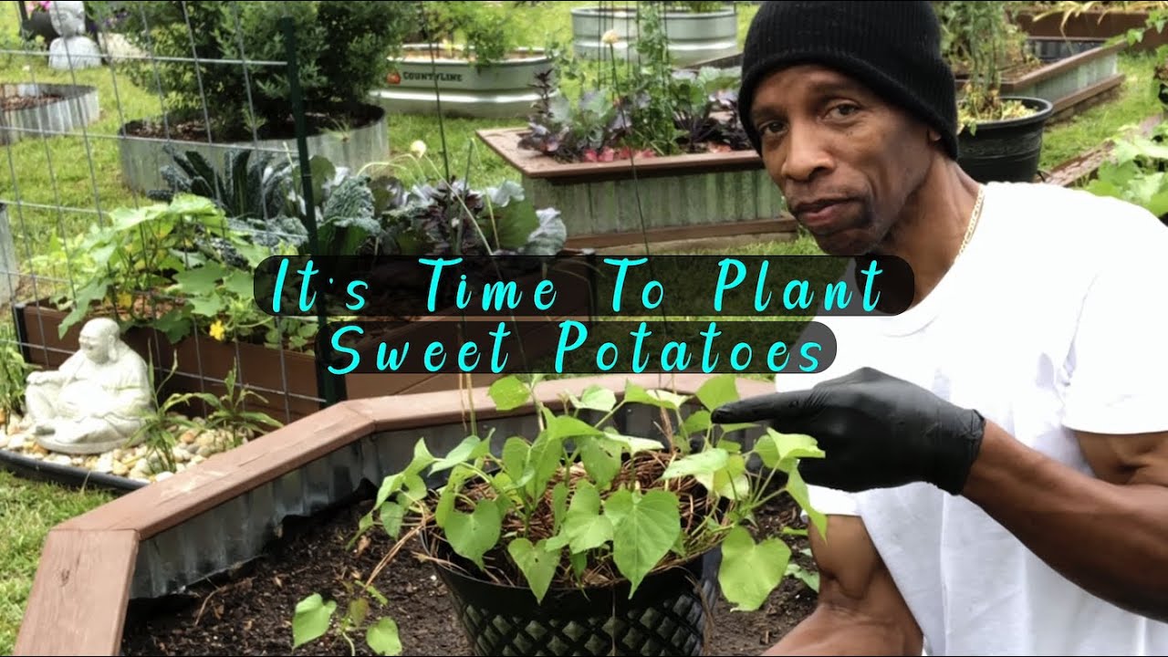 It's Time To Plant Sweet Potatoes! (Slips & Planting Tips)