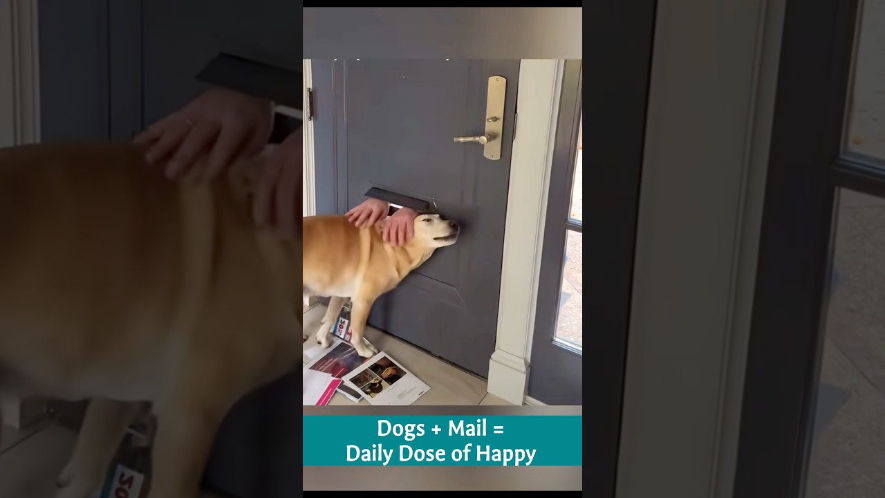 Paws & Packages #doghappiness