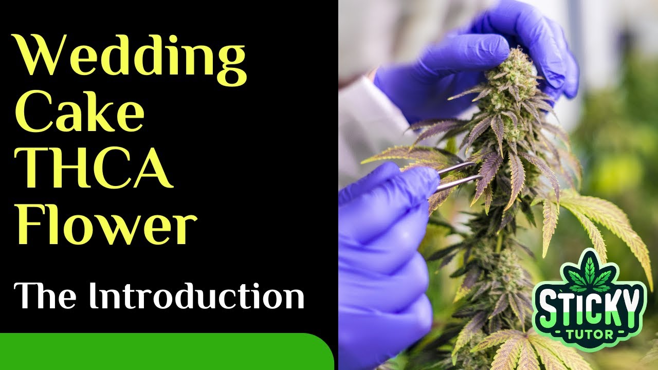 Wedding Cake THCA Flower - The Introduction