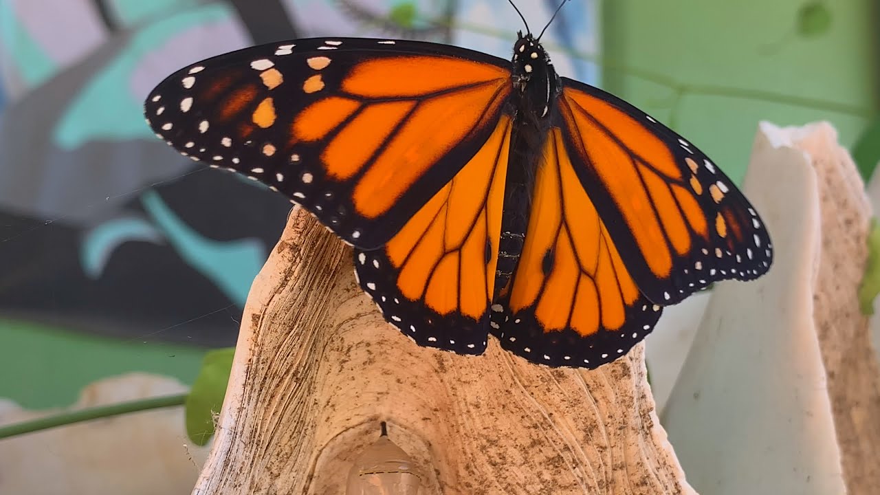 Monarch Butterfly Emerges From Chrysalis - Long