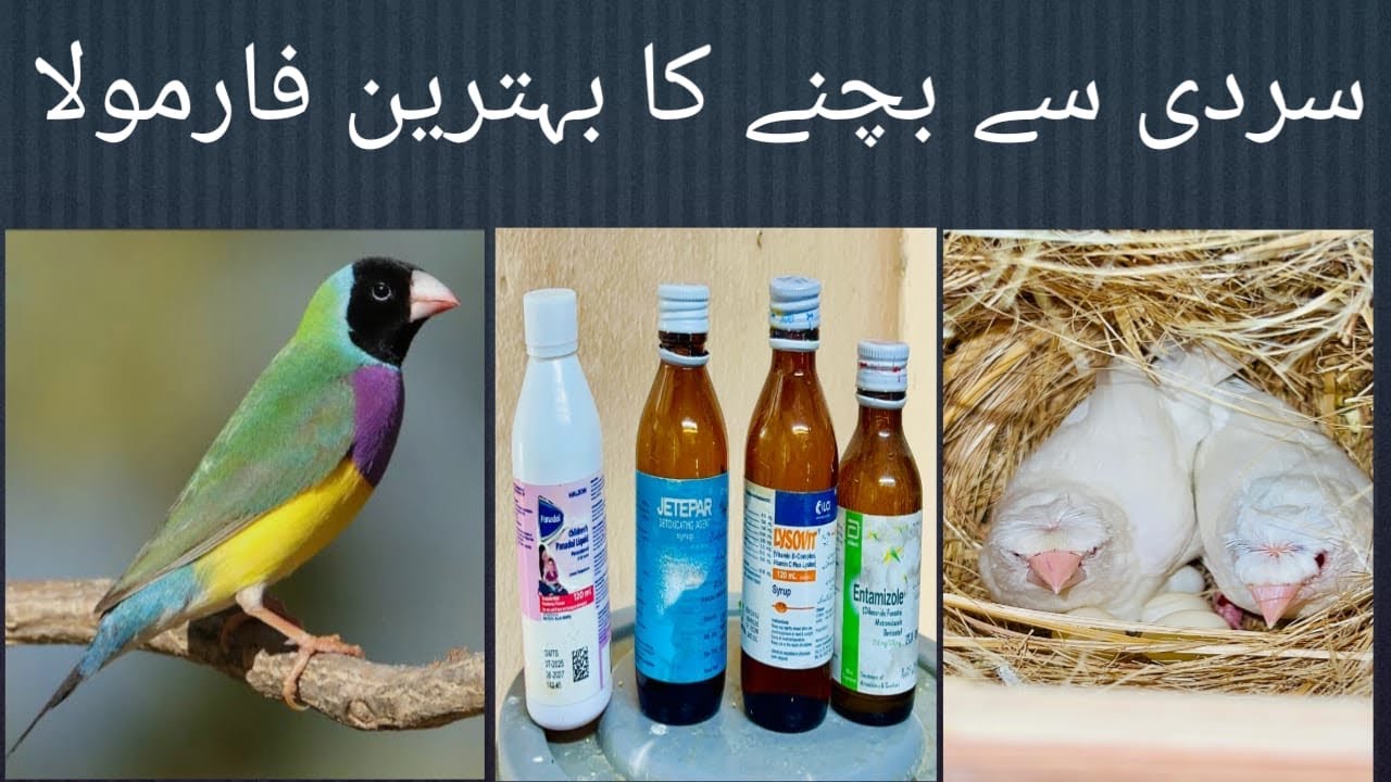 Best formula to all finch 