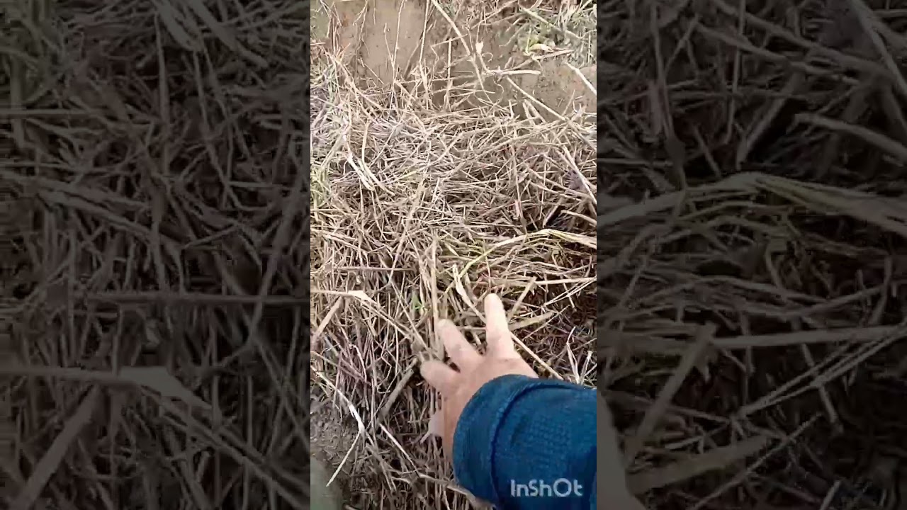 【沖じご】Y19.Feb.2026復活ゆるく再始動#畑人 