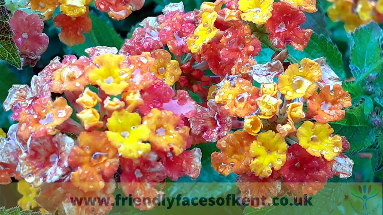 Hyde Hall RHS Garden Show 2021