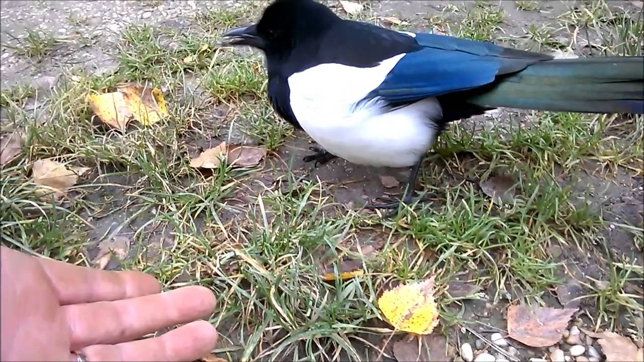 A beszélő szarka