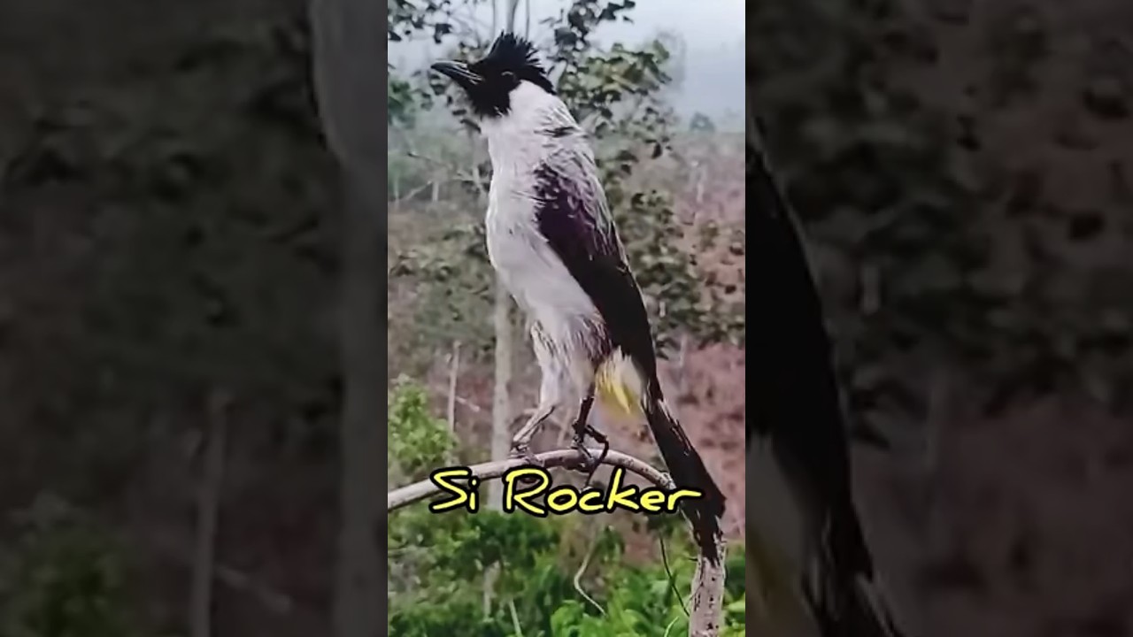 KUTILANG GACOR 