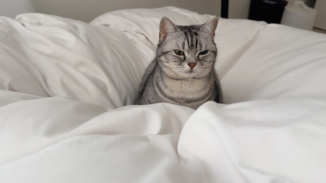布団を大満喫した猫と妻による寝室からリビングへ向かうRTA