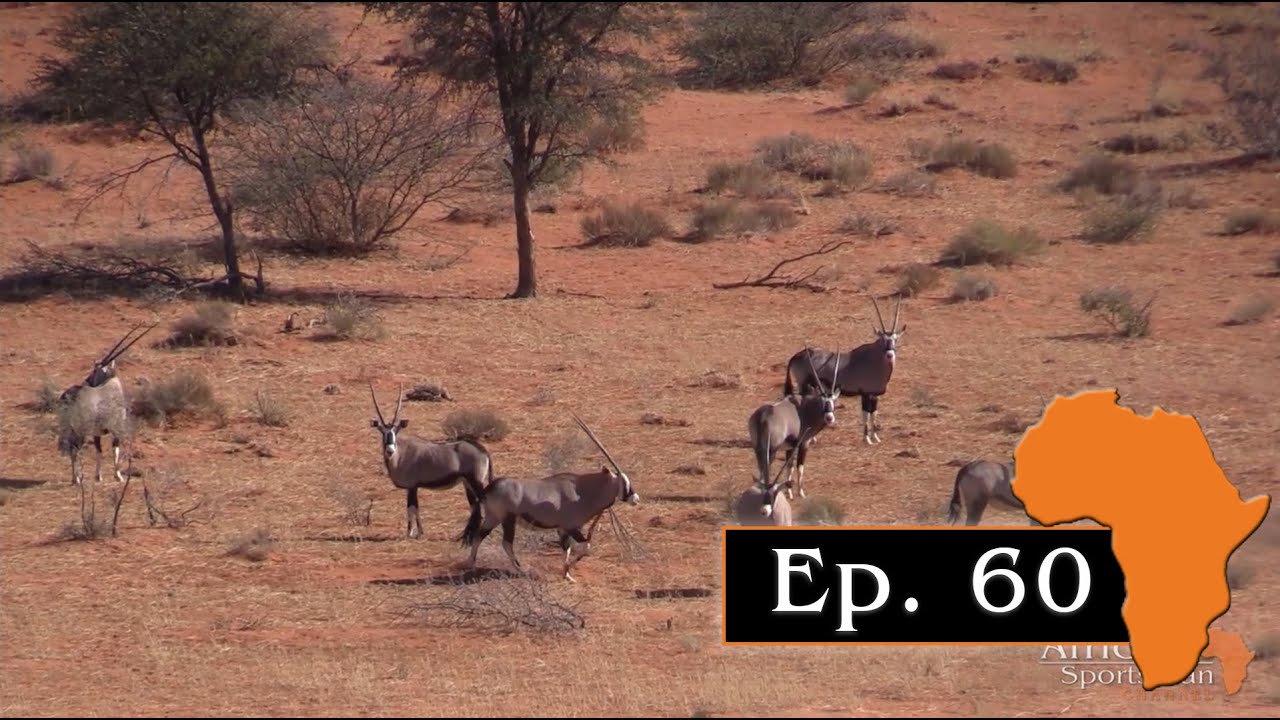 Kalahari Oryx &ndash; Hunting Oryx and Springbuck in red dunes, Ep. 60