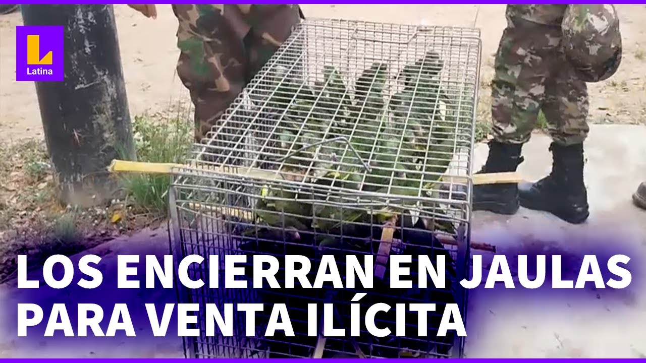 Pucallpa: rescatan a 600 pihuichos y loros amazónicos