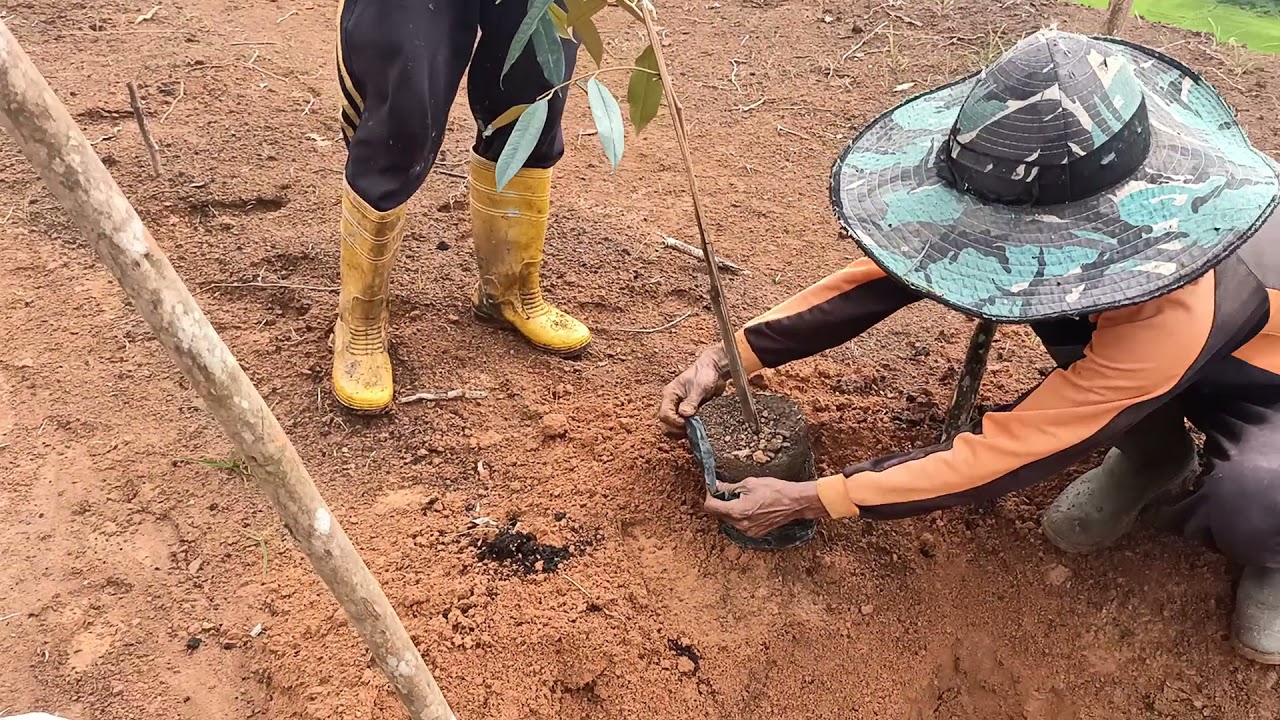 cara menanam durian