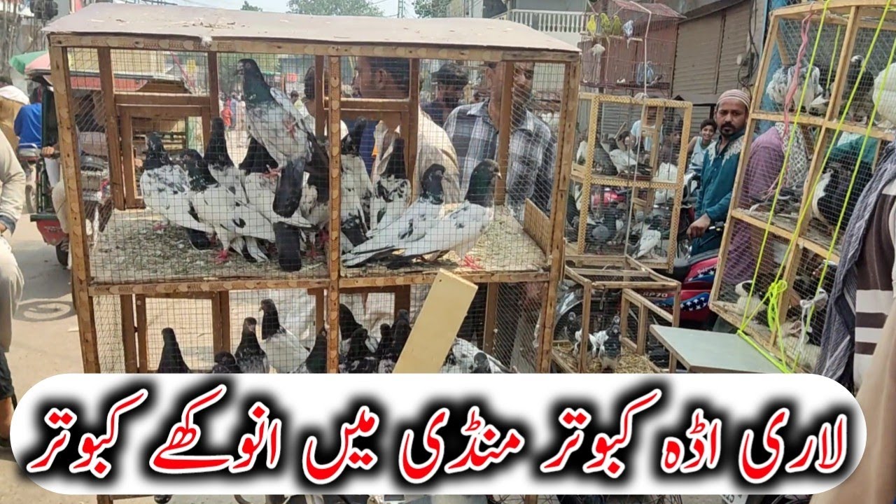 Lari Adda Kabootar Mandi /// Sasty Tareen Kabootar
