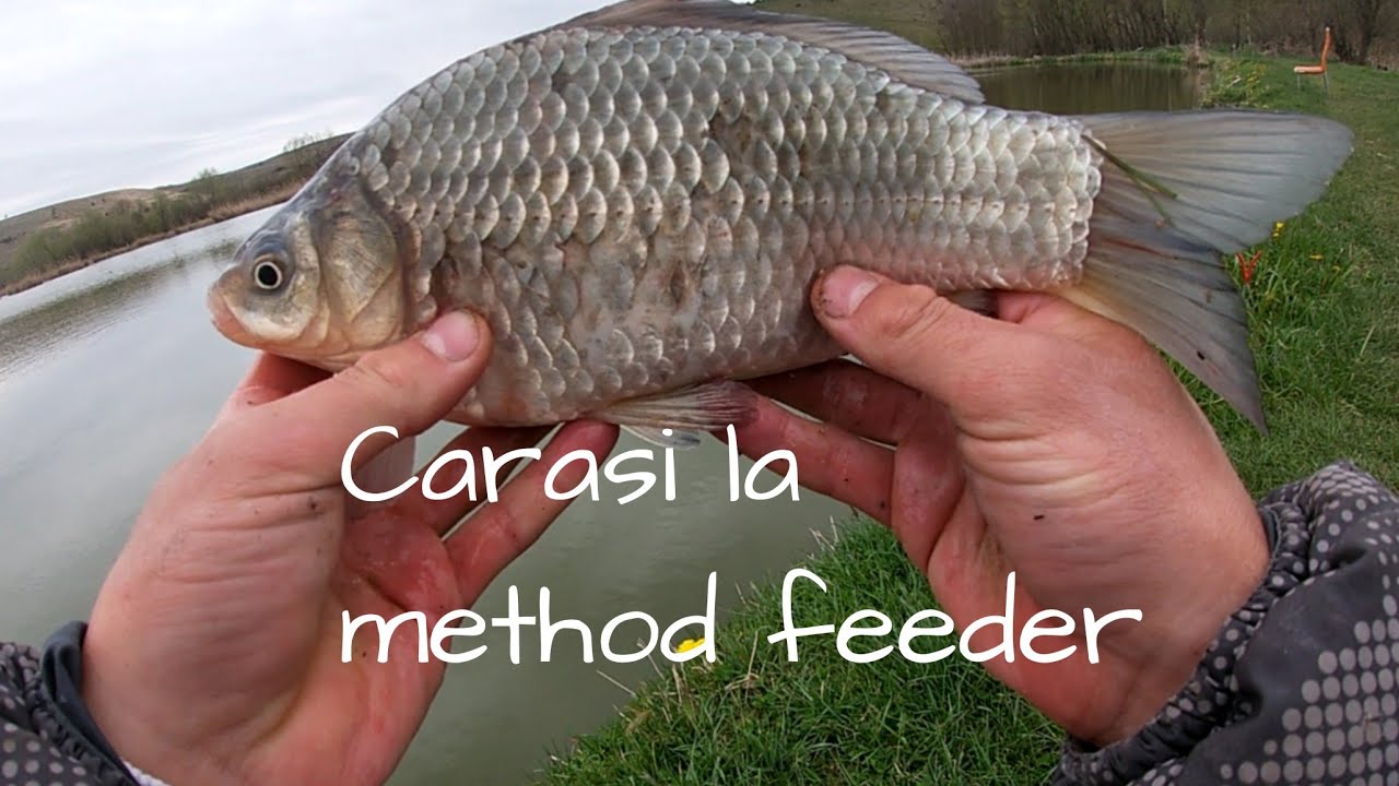 PESCUIT la FEEDER pe timp de PRIMAVARA.