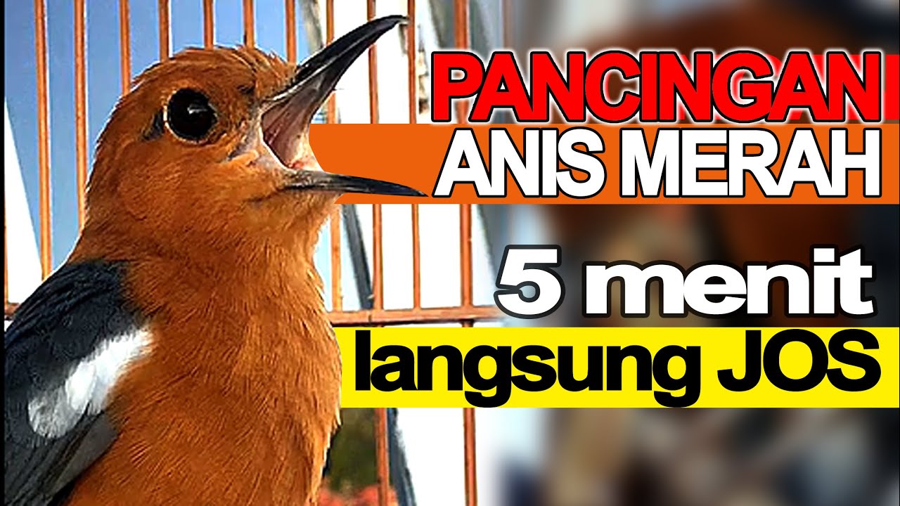 Pancingan ANIS MERAH GACOR Ga Perlu Lama Burung Biar Bunyi Ngeplong di Jamin Sampai Teler YAKIN bos