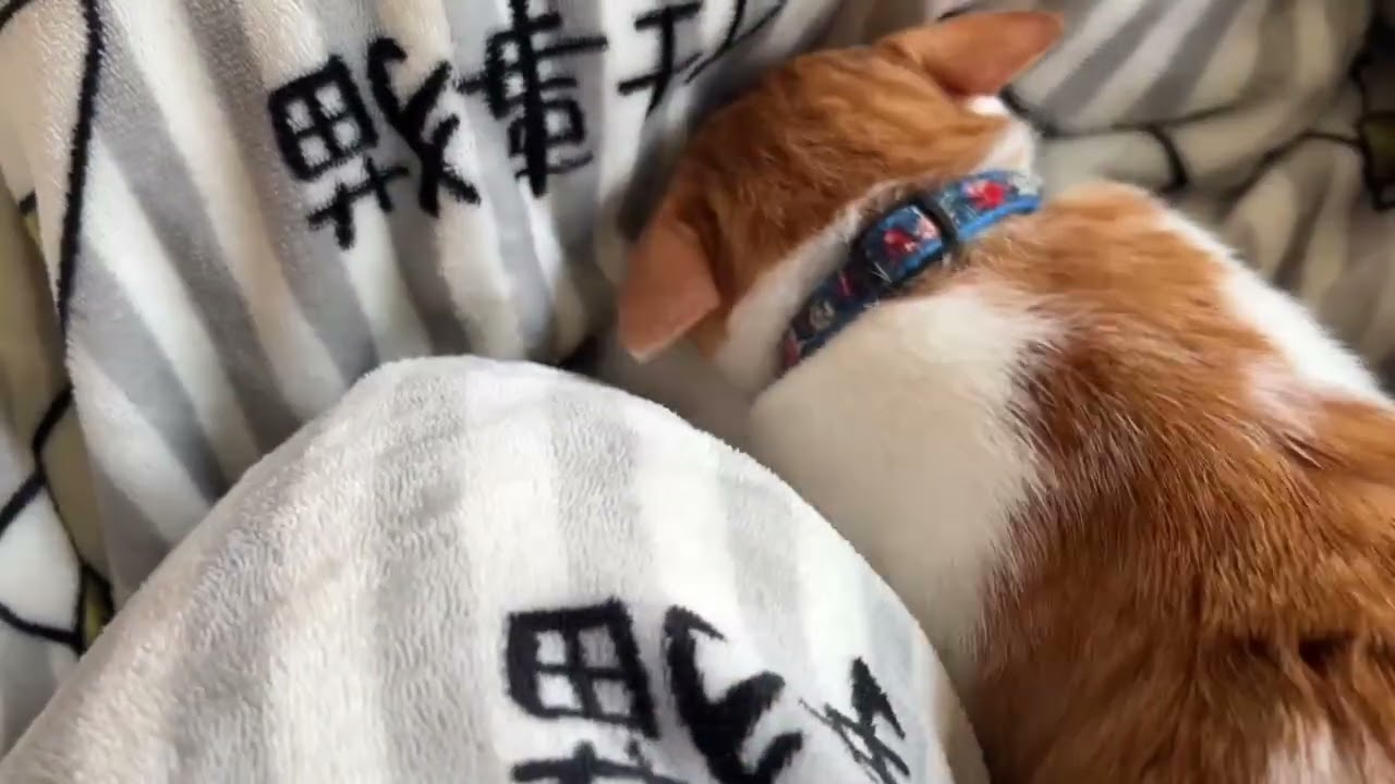 【保護猫】布団をふみふみしている子猫の信くんです🐱【子猫】